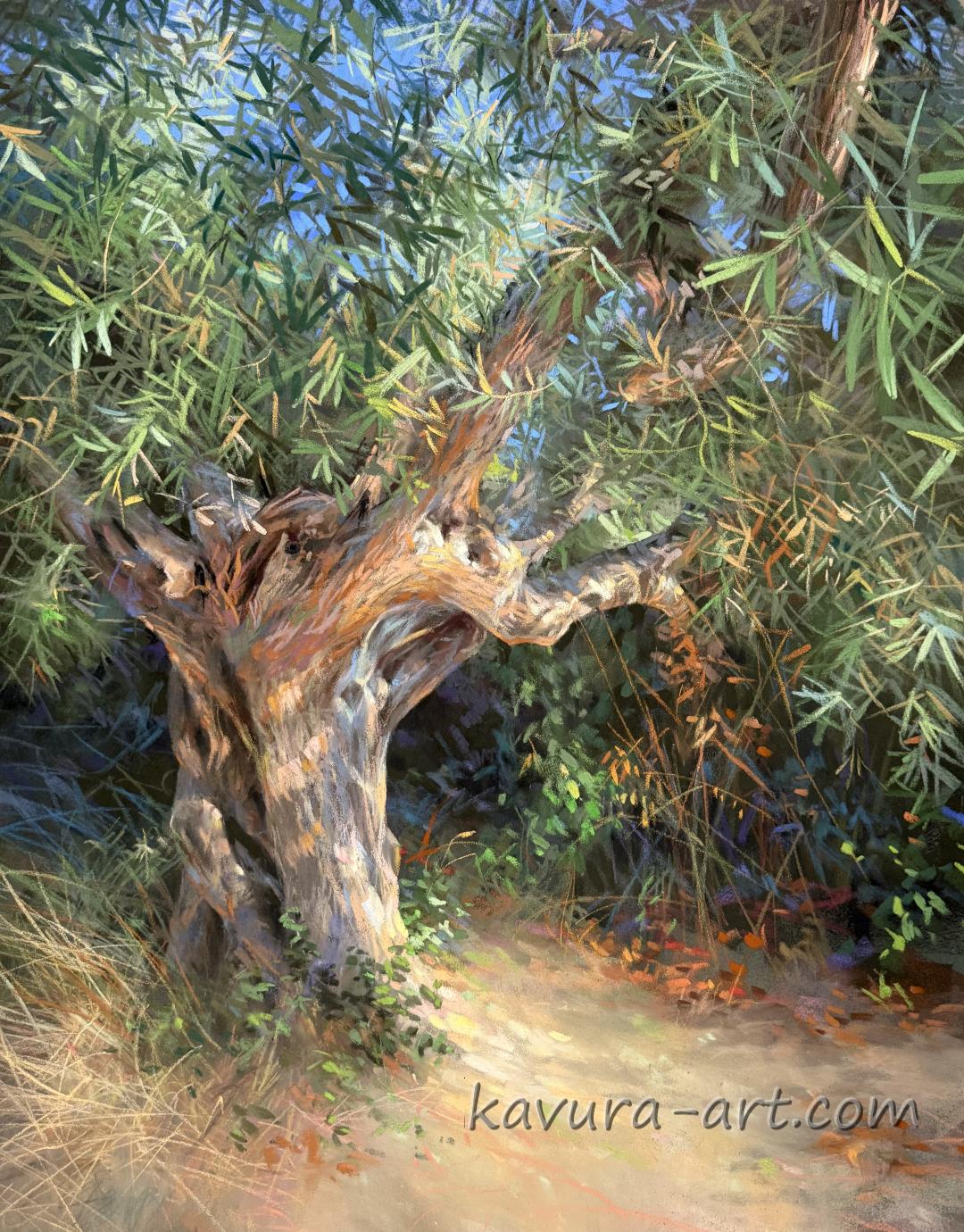 The ancient olive